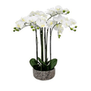 Potted Orchid in Rustic Pot 87cm at Online8 Furniture Auckland NZ