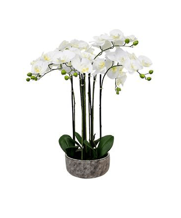 Potted Orchid in Rustic Pot 87cm at Online8 Furniture Auckland NZ