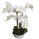 Potted Real Touch Orchid White Pot 63cm at Online8 Furniture Auckland NZ
