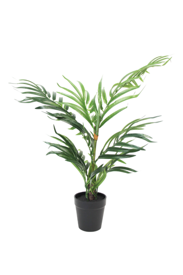 Potted Robellini Palm 50cm at Online8 Furniture Auckland NZ