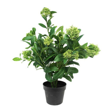 Potted Skimmia Plant 65cm at Online8 Furniture Auckland NZ