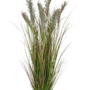 Potted Toi Toi 120cm at Online8 Furniture Auckland NZ