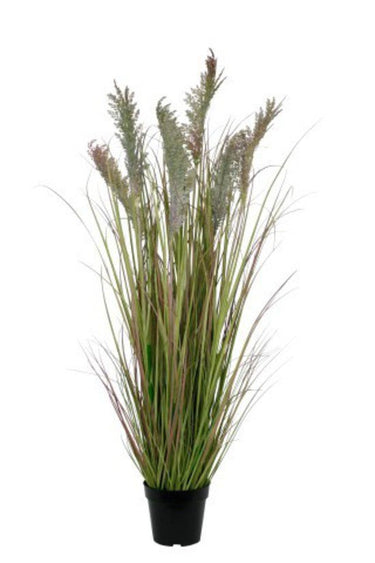 Potted Toi Toi 120cm at Online8 Furniture Auckland NZ