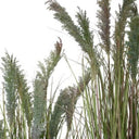 Potted Toi Toi 120cm at Online8 Furniture Auckland NZ