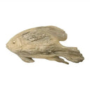 Resin Fish Matakana - Natural at Online8 Furniture Auckland NZ
