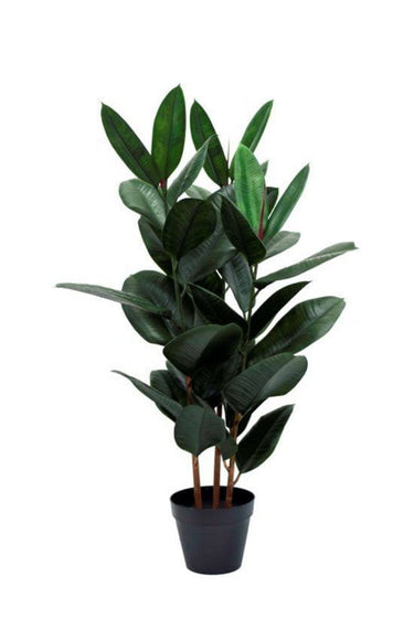 Rubber Elastica Plant 115cm at Online8 Furniture Auckland NZ