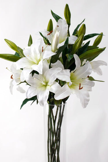 Rubrum Lily White at Online8 Furniture Auckland NZ