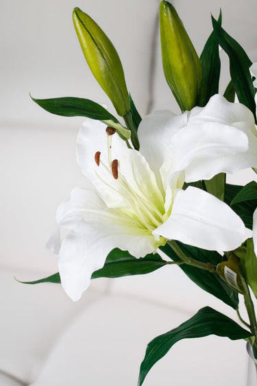 Rubrum Lily White at Online8 Furniture Auckland NZ