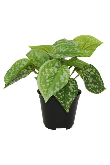 Scindapsus Pictus Potted 18cm at Online8 Furniture Auckland NZ