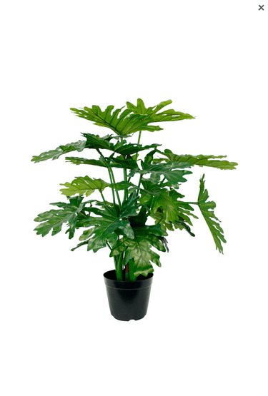 Selloum Philo Potted - 66cm Faux Plant at Online8 Furniture Auckland NZ