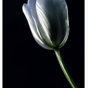 Simplicity Aluminium Wall Art 90x60 at Online8 Furniture Auckland NZ