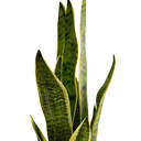 Snake Plant Potted - 49Cm Faux Plant at Online8 Furniture Auckland NZ