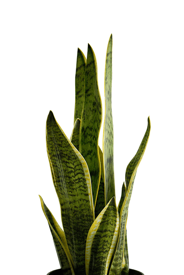 Snake Plant Potted - 49Cm Faux Plant at Online8 Furniture Auckland NZ