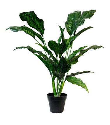 Spathiphyllum kochii Potted 91cm at Online8 Furniture Auckland NZ