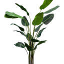 Strelitzia Nicolai 2.4m at Online8 Furniture Auckland NZ