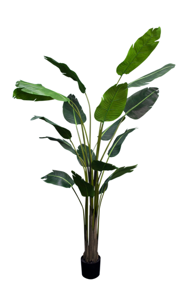Strelitzia Nicolai 2.4m at Online8 Furniture Auckland NZ