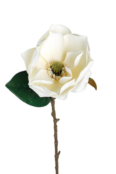 Sweetbay Magnolia 75cm Cream at Online8 Furniture Auckland NZ