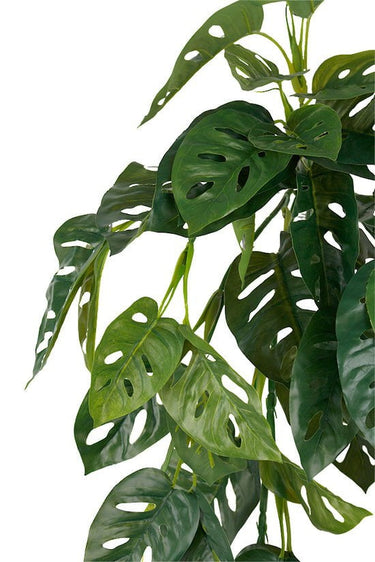 Swiss Cheese Hanging Bush at Online8 Furniture Auckland NZ