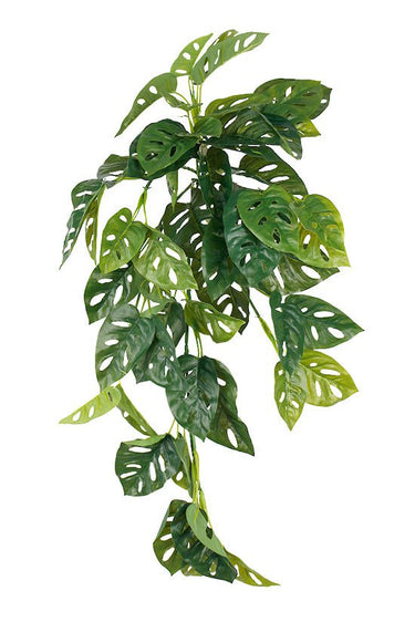 Swiss Cheese Hanging Bush at Online8 Furniture Auckland NZ