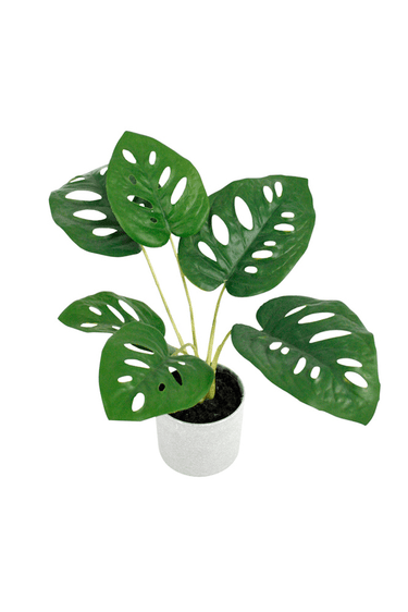 Swiss Cheese Plant Potted - 24cm Faux Plant at Online8 Furniture Auckland NZ