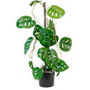Swiss Cheese Vining Plant Potted - 63.5cm Faux Plant at Online8 Furniture Auckland NZ