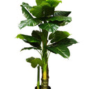 Taro Tree Potted Large - 130cm at Online8 Furniture Auckland NZ