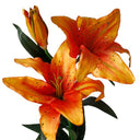 Tiger Lily Orange at Online8 Furniture Auckland NZ