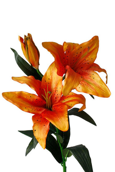 Tiger Lily Orange at Online8 Furniture Auckland NZ