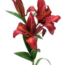 Tiger Lily Red at Online8 Furniture Auckland NZ