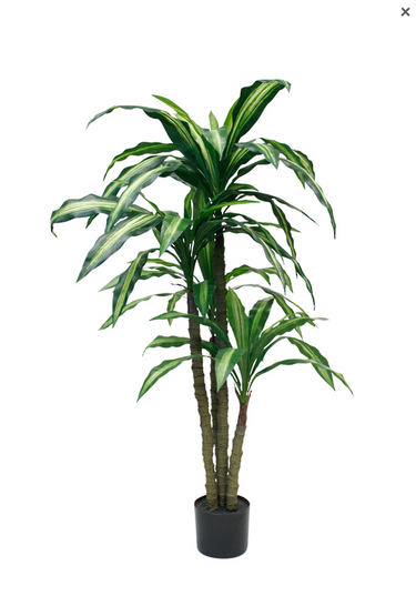 Variegated Dracaena Fragrans Potted - 1.2m Faux Plant at Online8 Furniture Auckland NZ