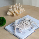 White Coral Look Crab - Ornament at Online8 Furniture Auckland NZ