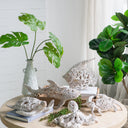 White Coral Look Crab - Ornament at Online8 Furniture Auckland NZ