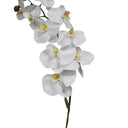 White Phalaenopsis Orchid at Online8 Furniture Auckland NZ