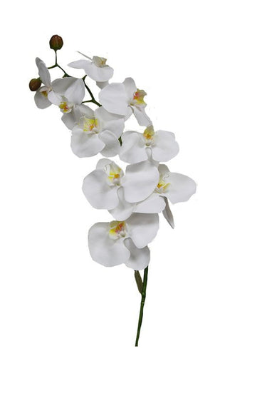 White Phalaenopsis Orchid at Online8 Furniture Auckland NZ