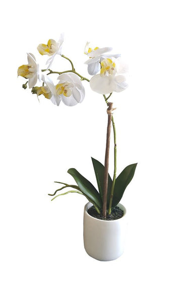 White Pot Phalaenopsis Orchid 33cm at Online8 Furniture Auckland NZ