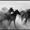 Wild Horses Canvas Wall Art at Online8 Furniture Auckland NZ