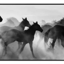 Wild Horses Canvas Wall Art at Online8 Furniture Auckland NZ