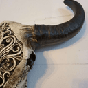 Carved Bulls Head | Skull Wall Decor - Resin at Online8 Furniture Auckland NZ