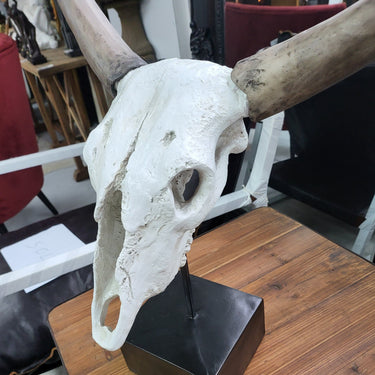 Decorative Resin Skull on Stand at Online8 Furniture Auckland NZ