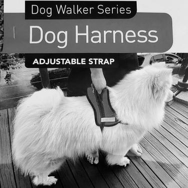 Dog Harness heavy Duty at Online8 Furniture Auckland NZ