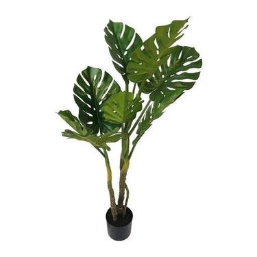 Monstera at Online8 Furniture Auckland NZ