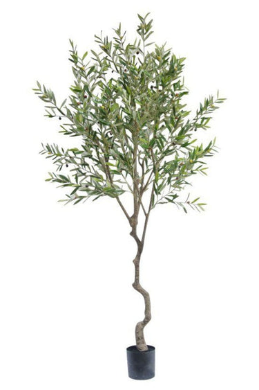 Olive Faux Tree Potted 2.4m at Online8 Furniture Auckland NZ