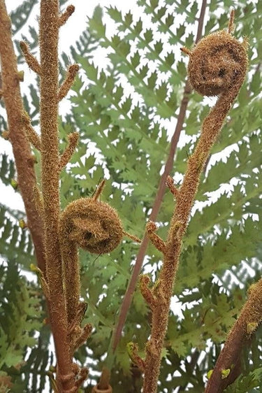Potted Punga Fern 123cm - Faux Plant at Online8 Furniture Auckland NZ