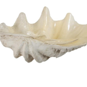 Resin Clam Shell - Large at Online8 Furniture Auckland NZ