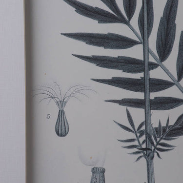 Monochrome Botanical Pencil Art Print - Set of 4 - 50x70cm