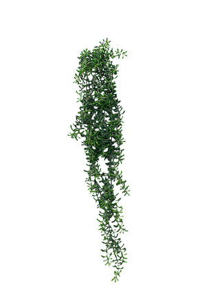 Cresent Hanging Succulent 74cm