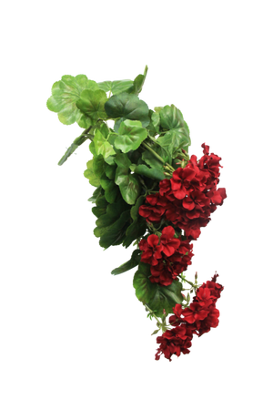 Red Geranium Bush