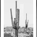 Kansas Print Framed Canvas Wall Art at Online8 Furniture Auckland NZ
