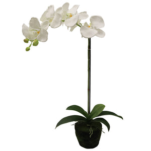 Phalaenopsis Moss Pot Orchid 65cm