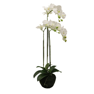 Phalaenopsis Moss Pot Orchid 80cm